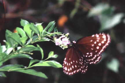 Euploea camaralzeman malayica (2)