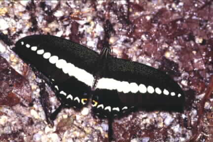 Papilio demolion demolion