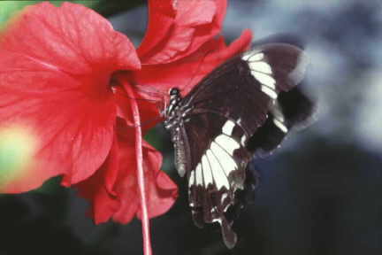 Papilio nephelus albolineatus