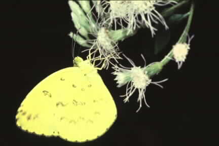 Eurema andersonii andersonii