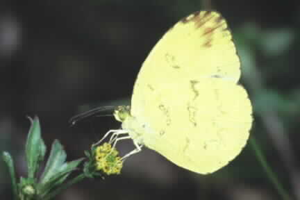Eurema andersonii andersonii