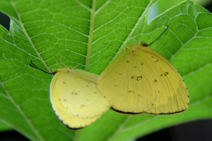 The Common Grass Yellow